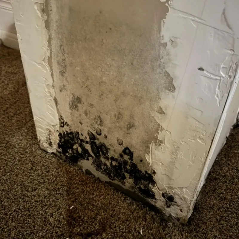 Professional Mold Removal in Charenton, LA